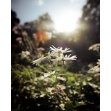 Samyang AF 2,0/12       Canon RF #12