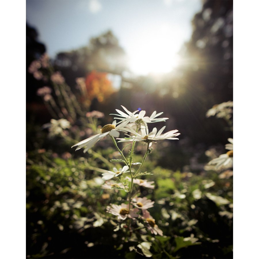 Samyang AF 2,0/12       Canon RF #12