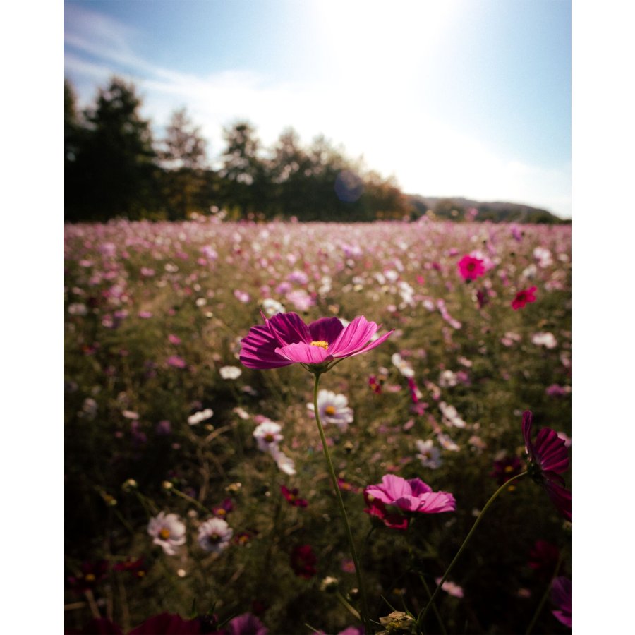 Samyang AF 2,0/12       Canon RF #13