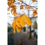 Samyang AF 1,4/35 P FE    Sony E #10