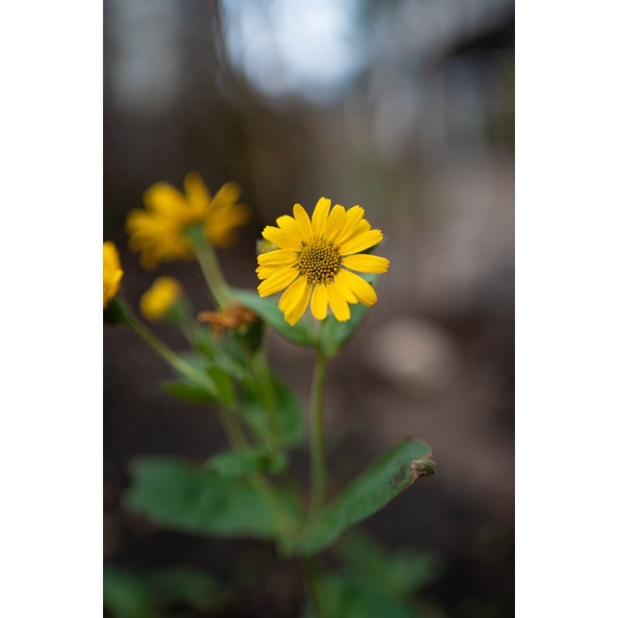 Samyang AF 1,4/35 P FE    Sony E #11