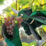 Bosch EASYPRUNE AKKU-GARTEN- Schere CLASSIC #15