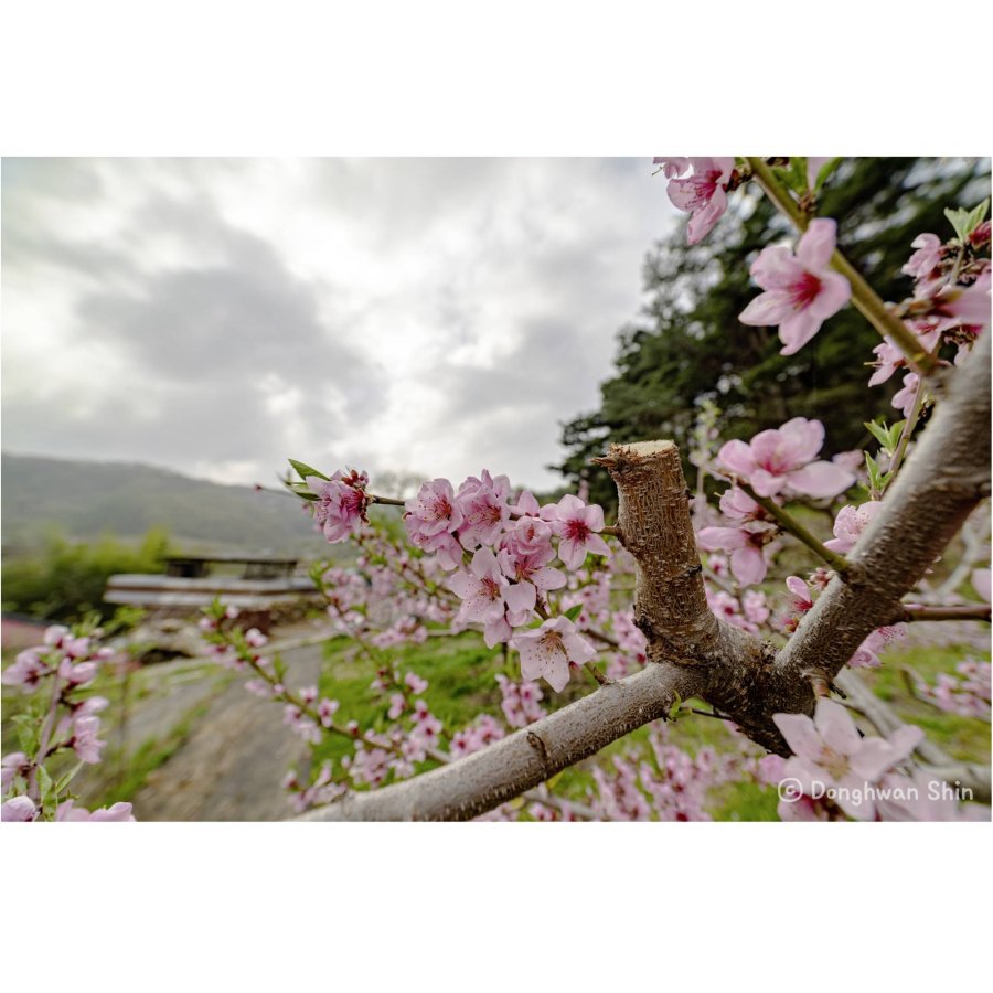 Samyang MF 2,8/14 MK2   Fuji X #8