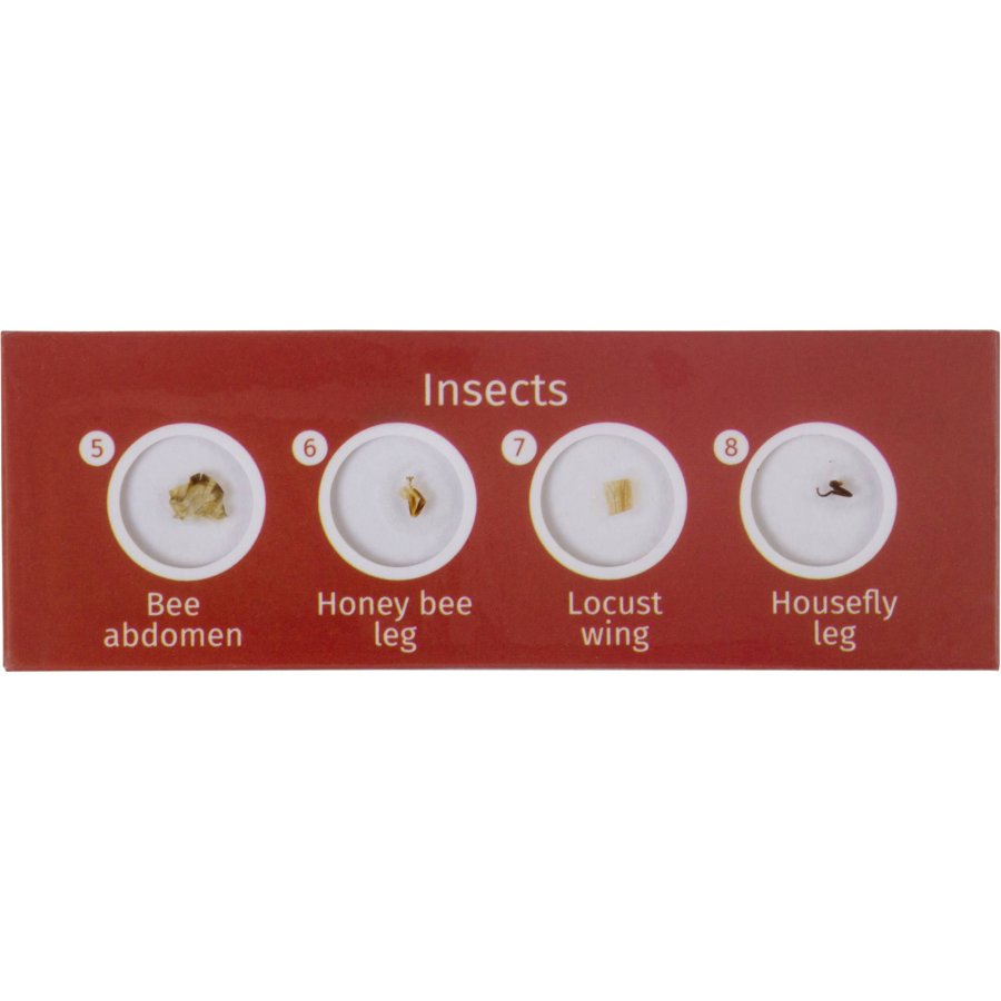 Levenhuk LabZZ C12 prepared Slides #4