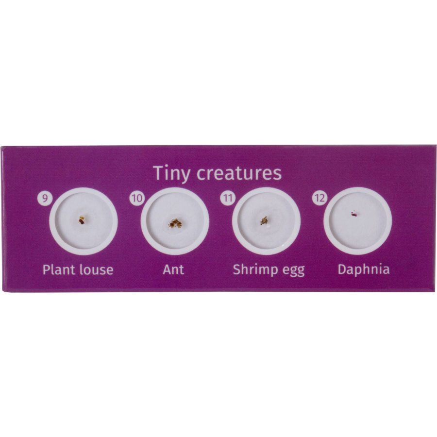 Levenhuk LabZZ C12 prepared Slides #5