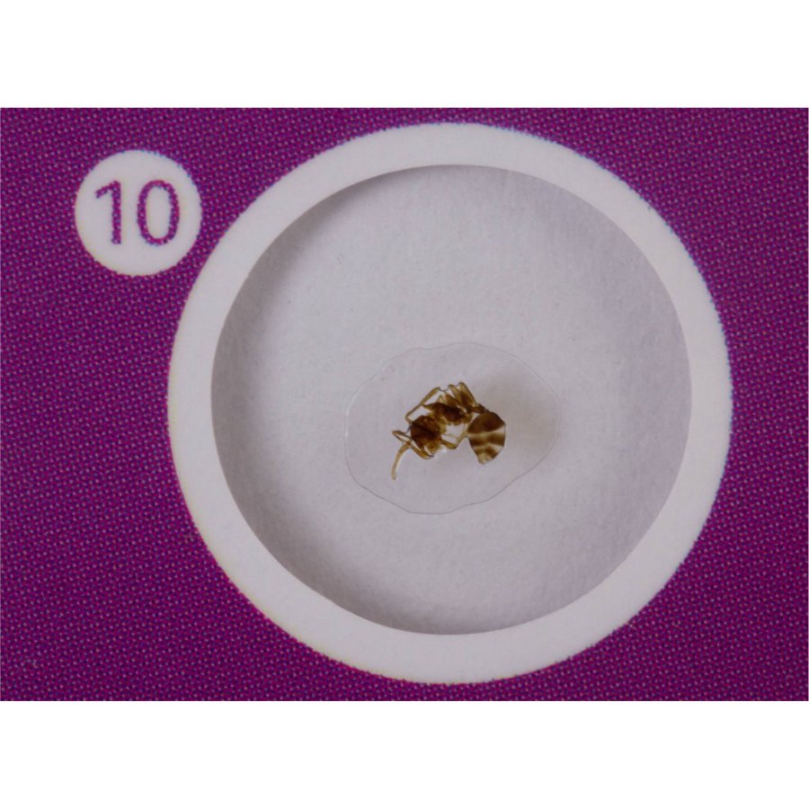 Levenhuk LabZZ C12 prepared Slides #7