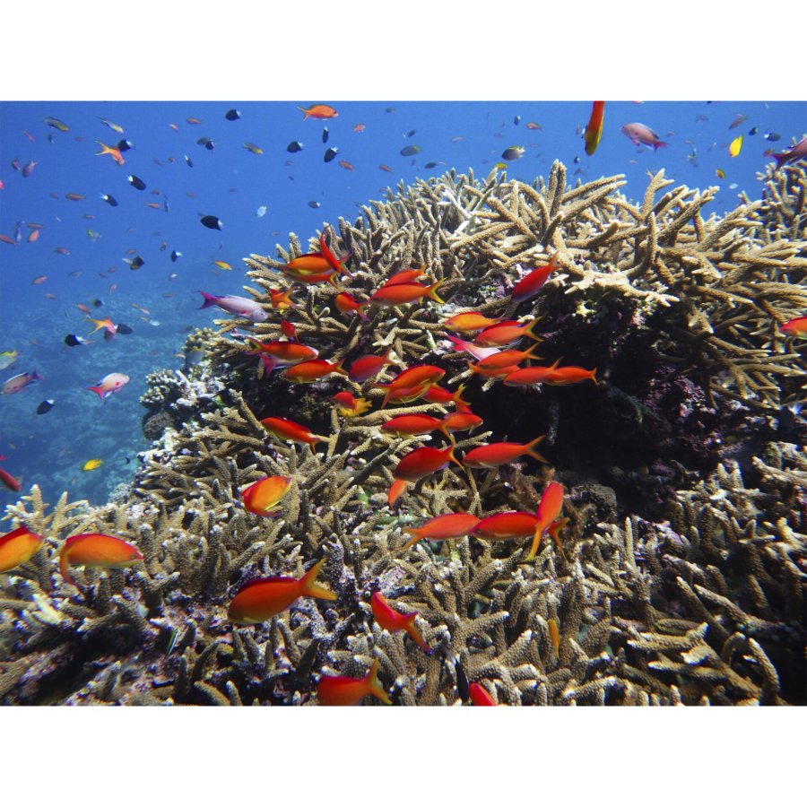 Ricoh WG-80 orange #18