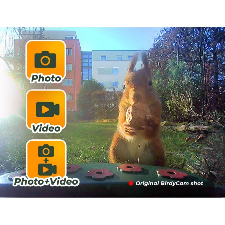 Easypix Bird Cam #17