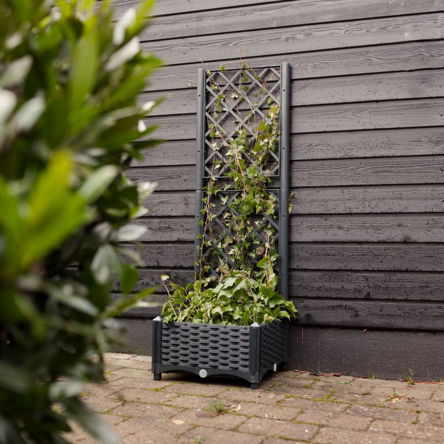 Plantekasse med espalier #3