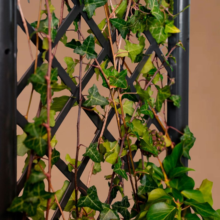 Plantekasse med espalier #1