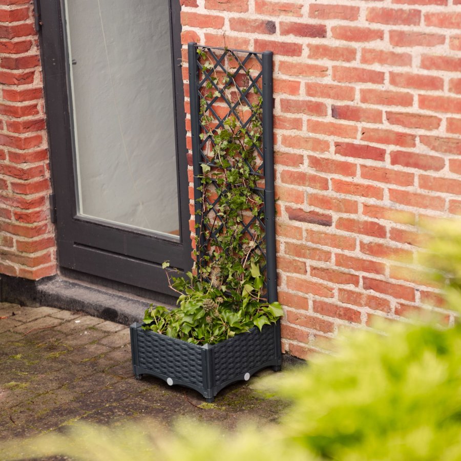 Plantekasse med espalier #2