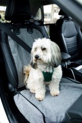 ZOLUX Nomad  beskyttelsesbetr�k til fors�de i bilen #3