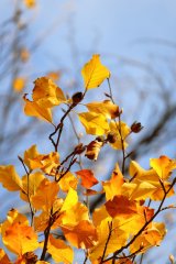 Canon EOS R50, White + RF-S 18-45mm F4.5-6.3 IS STM Kit MILC 24,2 MP CMOS 6000 x 4000 pixel Hvid #13