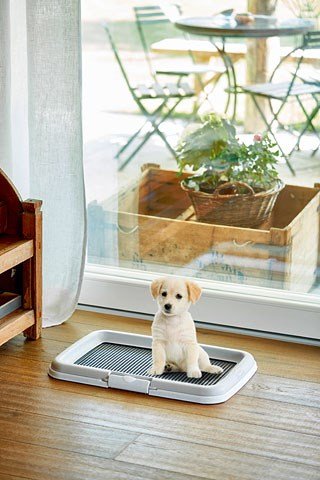 ZOLUX hunde- og kattetoilet Hund ben kuldkasse Sort, Gr #6