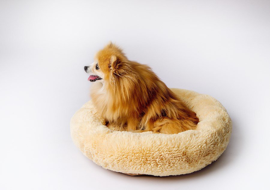 GO GIFT Shaggy creme L - seng til kledyr - 66 x 66 x 10 cm #2