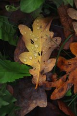 Canon EOS R50, White + RF-S 18-45mm F4.5-6.3 IS STM Kit MILC 24,2 MP CMOS 6000 x 4000 pixel Hvid #12