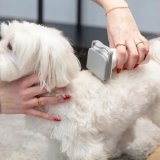 UDSTYR TIL HJEMMEPLEJE AF HUNDE OG KATTE MPM MOD-100 #13