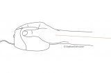 BakkerElkhuizen Evoluent4 mus Kontor H�jre h�nd Laser 2600 dpi #6