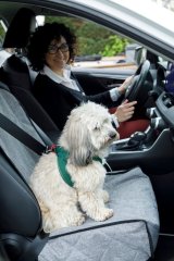 ZOLUX Nomad  beskyttelsesbetr�k til fors�de i bilen #5