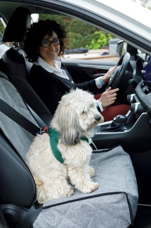 ZOLUX Nomad  beskyttelsesbetr�k til fors�de i bilen #5