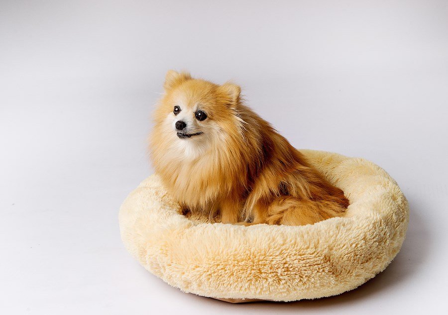 GO GIFT Shaggy creme XL - seng til kledyr - 80 x 83 x 10 cm #3