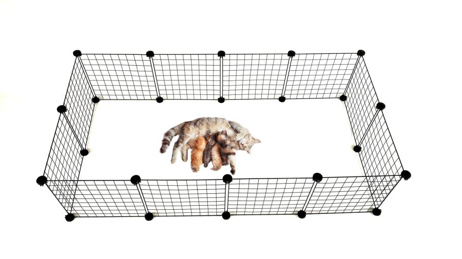 C&C Modulr hundeluftbane 145x75x37 cm #8