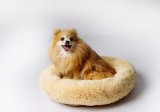 GO GIFT Shaggy creme M - seng til kledyr - 57 x 57 x 10 cm #3