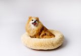 GO GIFT Shaggy creme XL - seng til kledyr - 80 x 83 x 10 cm #4