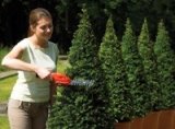 Black & Decker GSL300 elektrisk hkkeklipper Dobbeltklinge 600 g #11