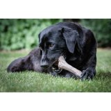 Hund Bidering Nylabone Brun Jordnddesmr XL #2