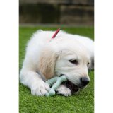 Hund Bidering Nylabone SENSORY TACTILE RING Grn Jordnddesmr Kylling S #5