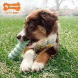 Hund Bidering Nylabone SENSORY TACTILE STICK Grn Jordnddesmr Bacon S #4