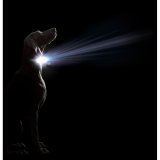 Hundehalsbnd Dog Gone Smart Lilla 12 Lys #2