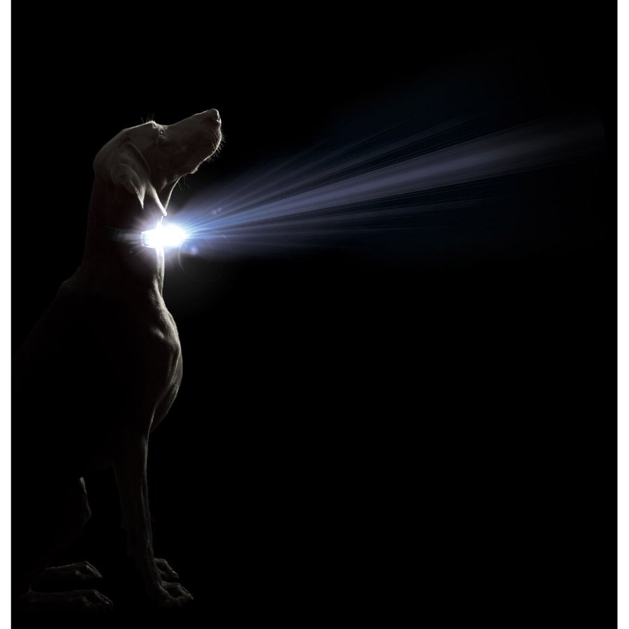 Hundehalsbnd Dog Gone Smart Sort L Lys #2