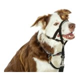 Hundetrning kraver Company of Animals Halti Sort Mundkurv (31-40 cm) #5