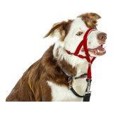 Hundetrning kraver Company of Animals Halti Mundkurv (35-48 cm) #4