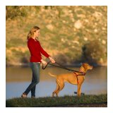 Hundesele Company of Animals Halti Sort/Rd L (80-120 cm) #2