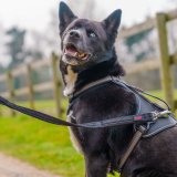 Trningsleder Company of Animals HALTI BRIG SAFETY Sort #3