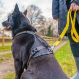 Hundesele Company of Animals L #3