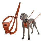 Hundesele Company of Animals BURNT Orange L #1