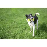 Hndvgt Coachi TRAINING DUMBBELL 12 Plastik #6