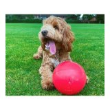 Legetj til hunde Company of Animals Boomer Bl (250mm) #2