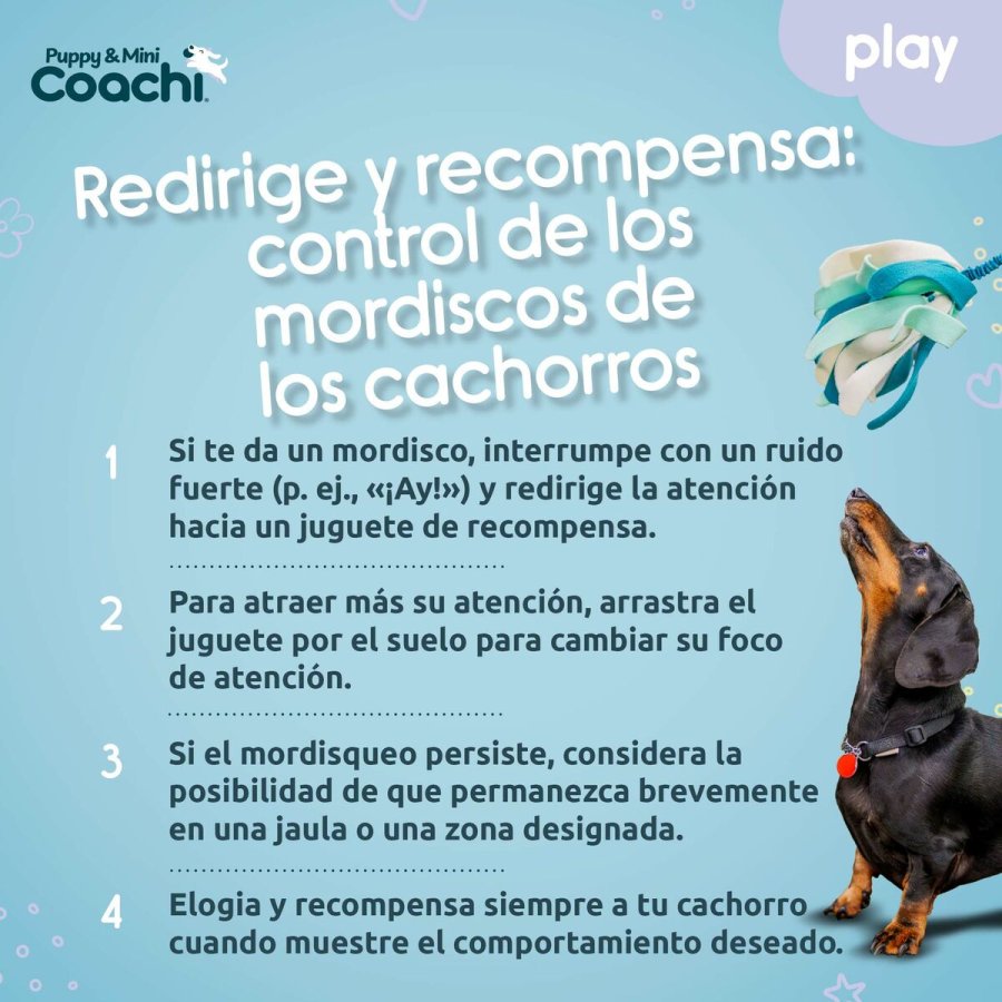 Hundesele Coachi #5