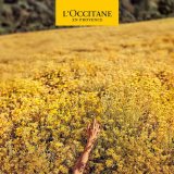 Deodorant L'Occitane En Provence Homme 50 ml Roll-On #7