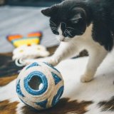 Kradsebrtter til katte Aim #3