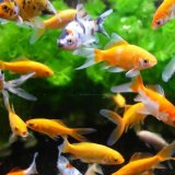 Magnetisk Vinduespudser Aim� #3