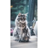 Legetj til katte Aim Tr #7