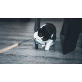 Legetj til katte Aim Tr #4