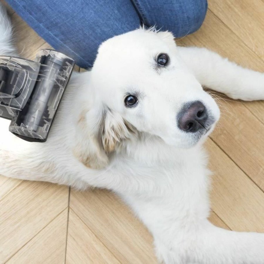 St�vsuger Hkoenig Sort #6