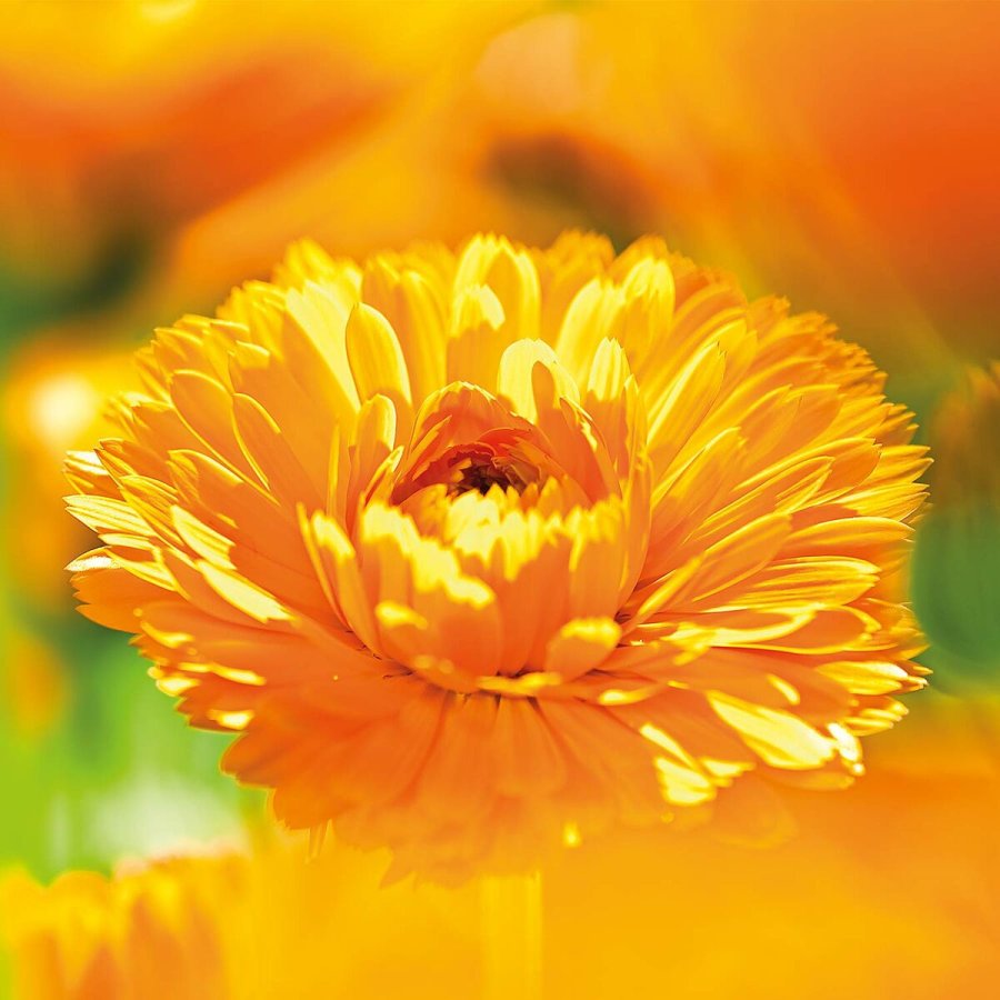 Nrende Kropsmlk Weleda 090540X7 Havtorn #6